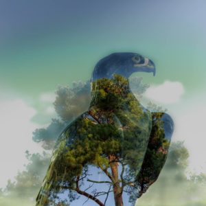 Britt Creative Eagle