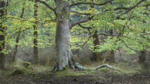 Persephone tree image